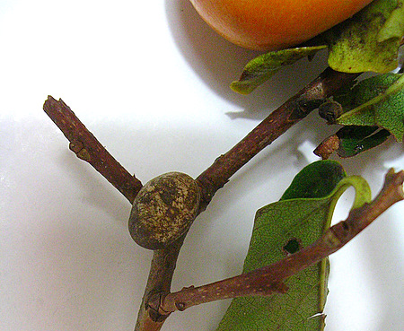 DSCN0903.JPG